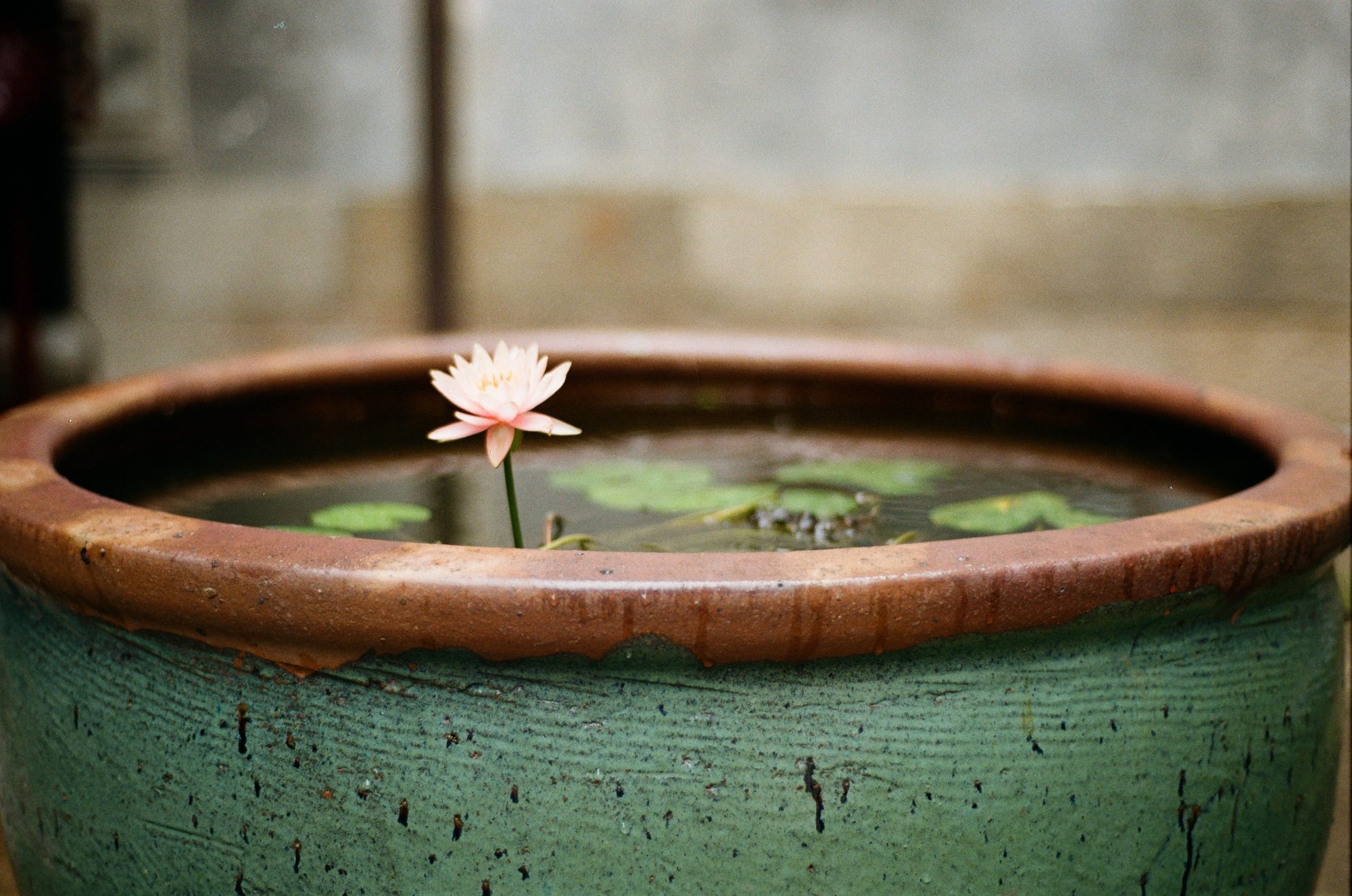 A single pink water lily rising from a weathered green glazed bowl