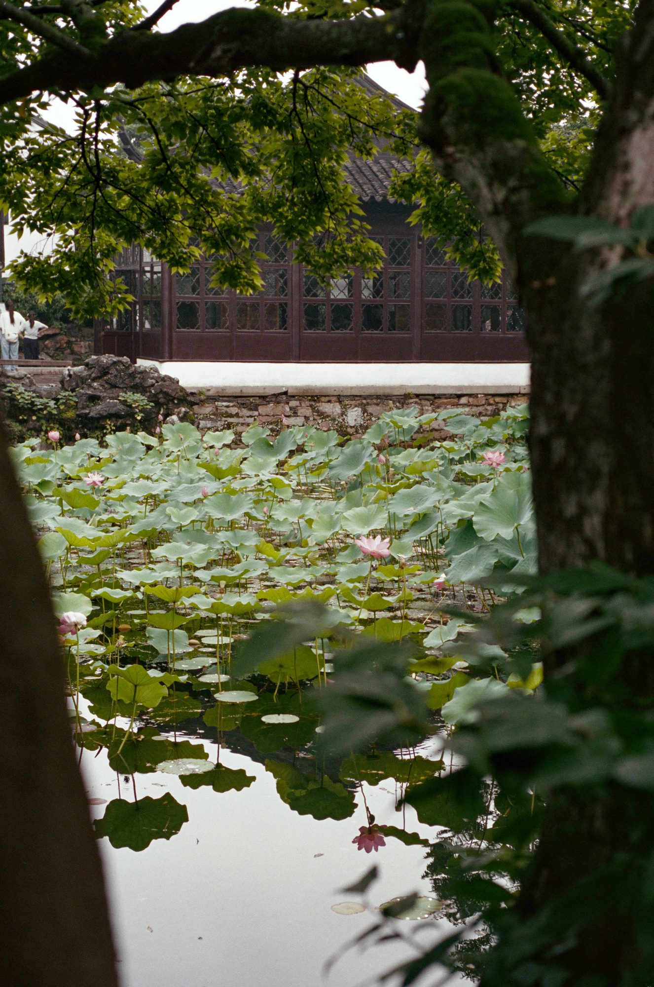 Lotus leaves seen through overhanging branches