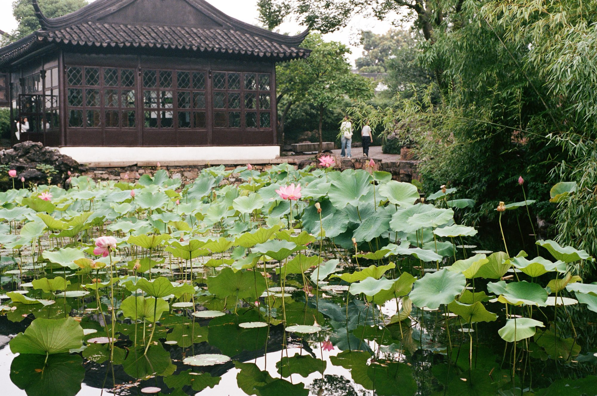 A lotus pond before a dark wooden pavilion