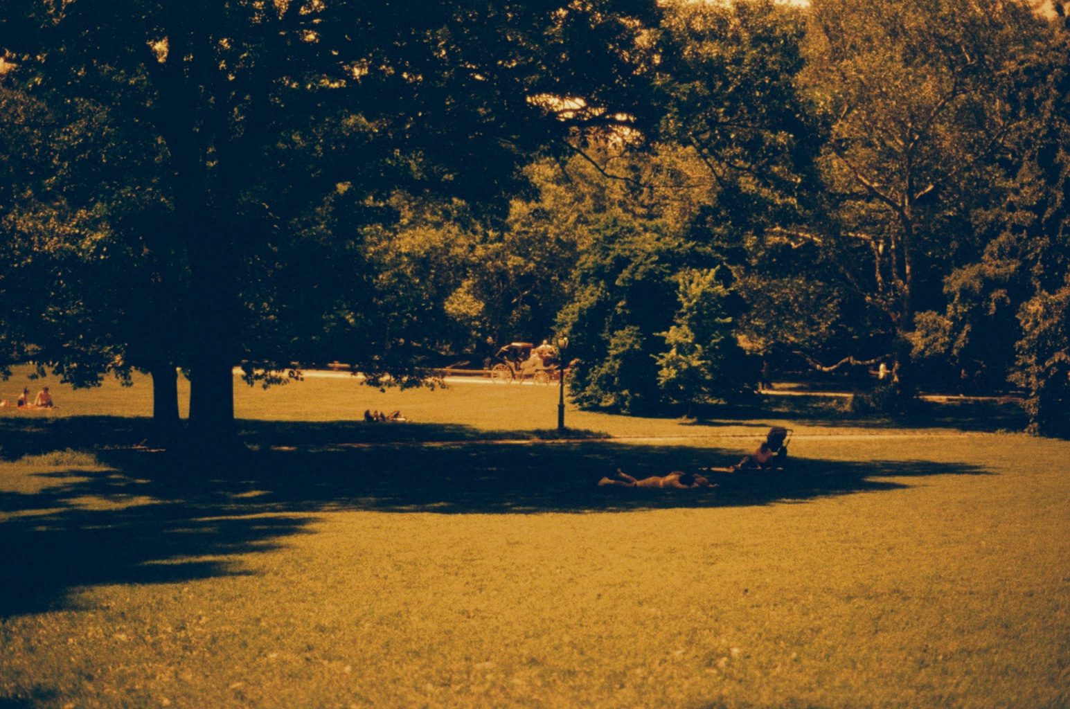 A park lawn under trees, glowing orange